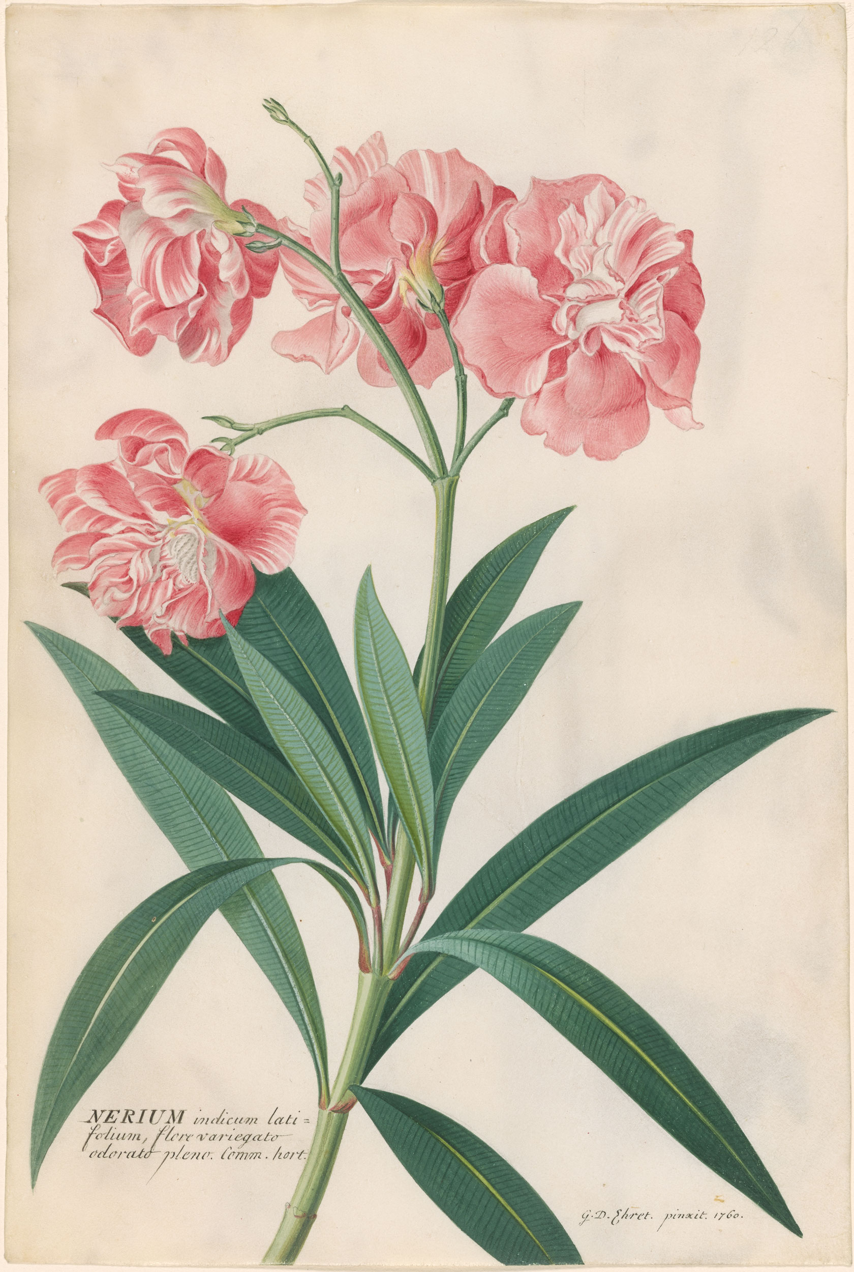 nerium Botanical flowers print, Botanical flowers, Botanical drawings