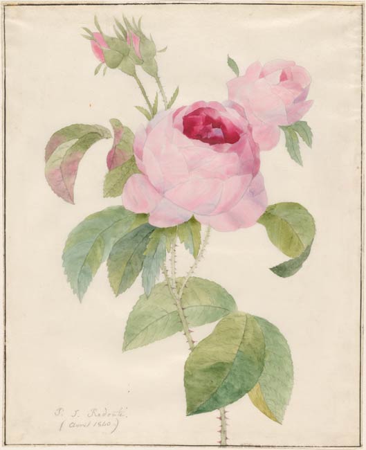 Pierre Joseph Redouté | Rose | Drawings Online | The Morgan Library ...