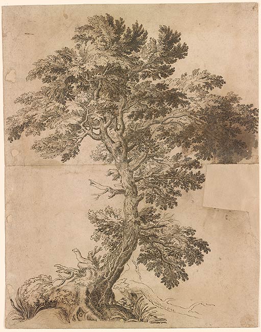 Attributed to Remigio Cantagallina | Large Oak Tree with Roots Exposed ...