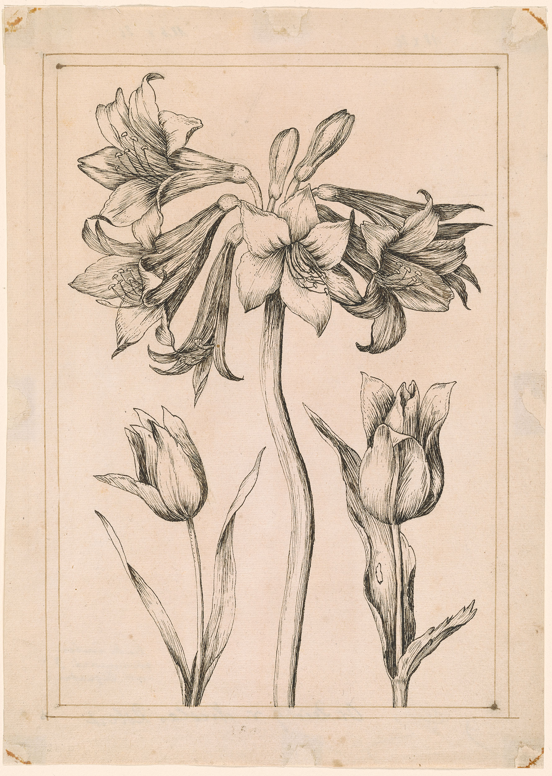Attributed to Nicolas Robert | An Amaryllis and Two Tulips | Drawings ...