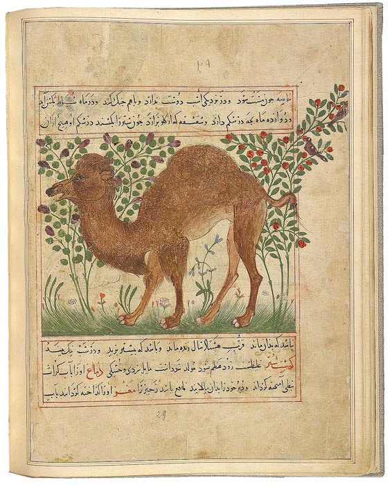 Camel hump hijab a stern warning  Foulana
