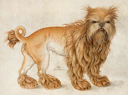 Image of An Affenpinscher