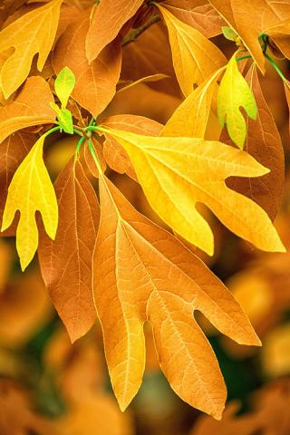 Detail photograph of orange and yellow leaves