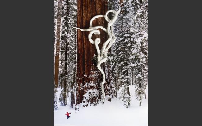 Large redwood tree on snow covered ground, with white yarn in front and tiny firgure in red jacket to the left of tree.