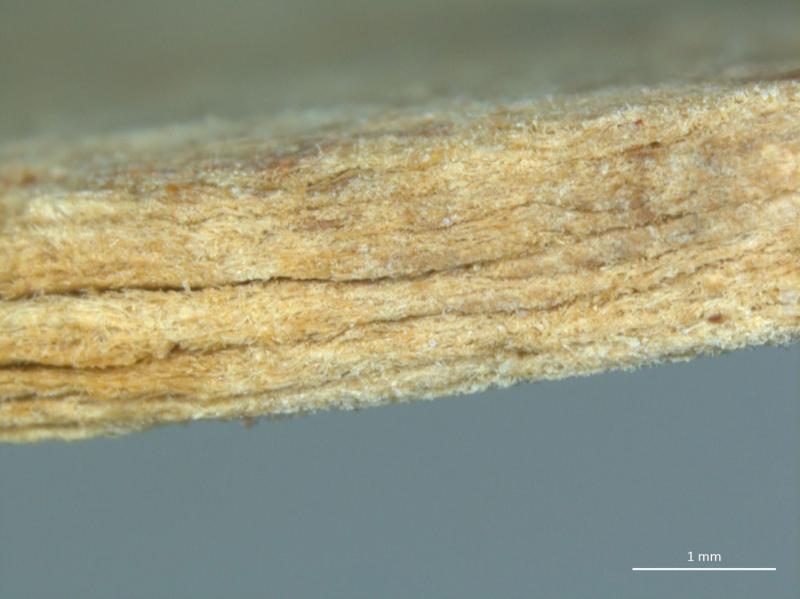 A magnified view of the edge of a light brown, fibrous material, showing distinct layers and texture. A white scale bar in the bottom right indicates 1 mm.