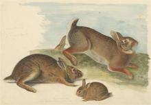 Image of Gray Rabbit: Old male, female, and young