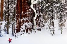 Large redwood tree on snow covered ground, with whote yarn in front and tiny firgure in red jacket to the left of tree.